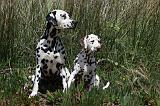 DALMATIEN 307